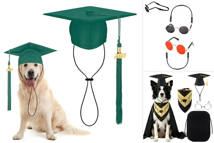 Detailed view of Best Pet Photo Prop Costumes for Adorable Shots
