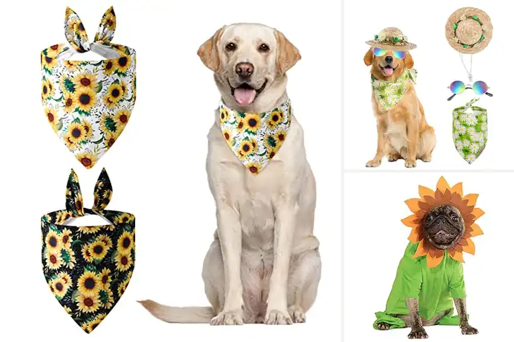 Detailed view of Best Sunflower Dog Costumes